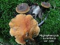 Hygrophoropsis rufa-amf2026